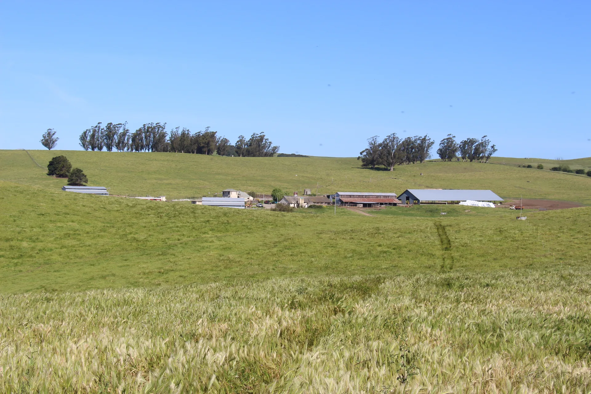 Camozzi Dairy — 190-acre Pepper Road dairy property, Petaluma