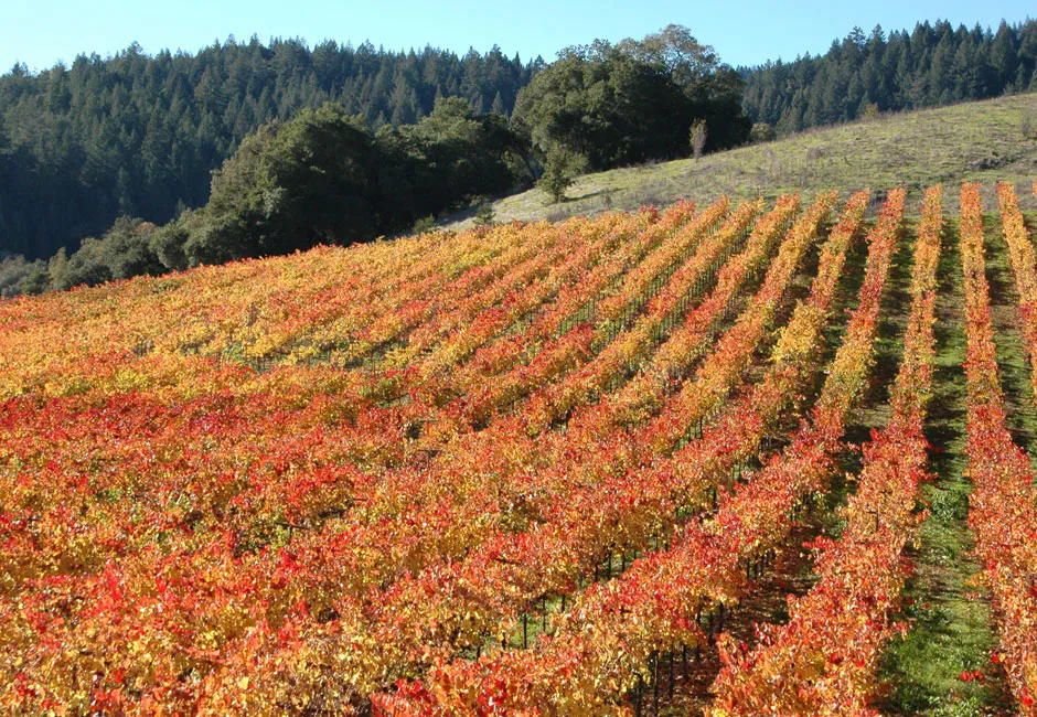 Napa Ranch — Carneros, Sonoma County ranch estate